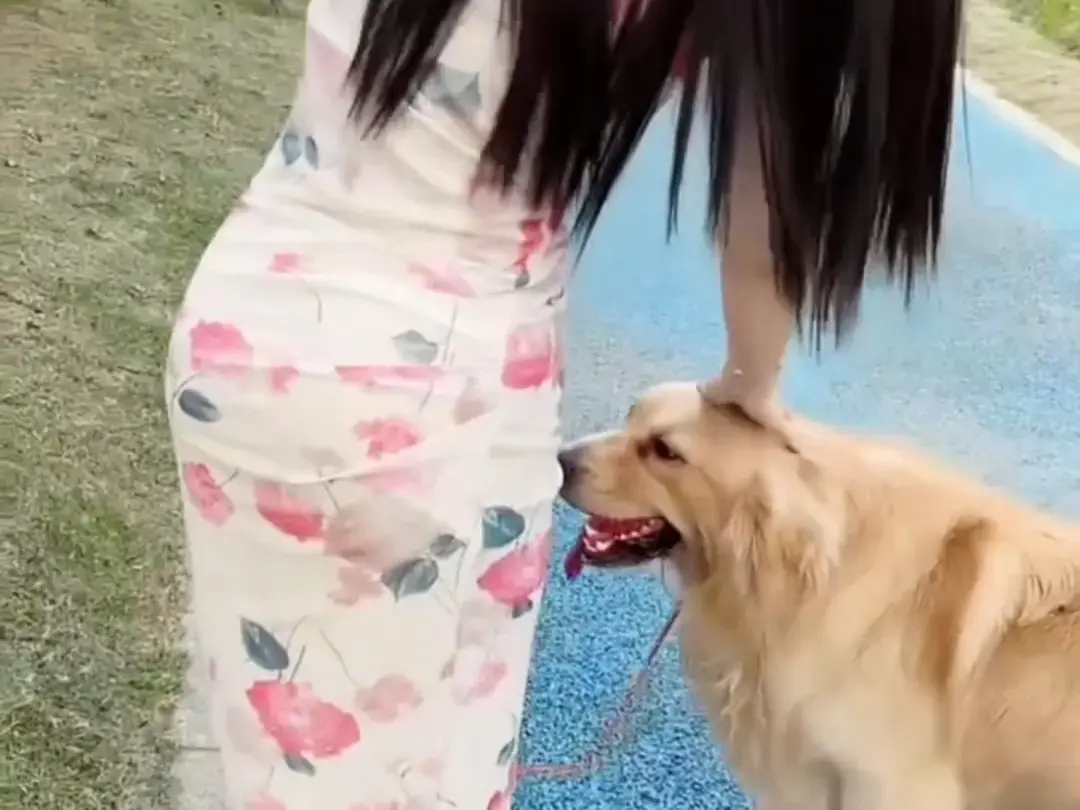 《抖音香香公主与爱犬金毛》完整版在线免费观看-抖音香香公主与爱犬直播回放网盘资源免费领取-高清无删减全集播放
